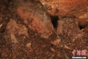 厦门江西发现蜘蛛新物种 为研究呵叻蛛属适应区域提供依据