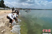 厦门云南江川举行增殖放流活动 逾54万尾鱼游入星云湖